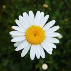 Daisy
