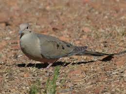 dove birds