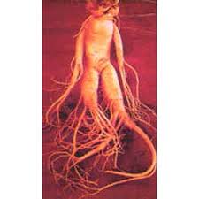 ginseng pictures