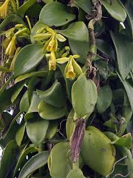 vine identification
