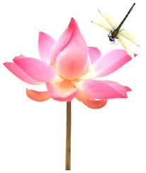 lotus blossoms