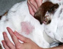 canine ringworm