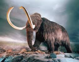 woolly mammoth
