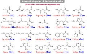 aminoacid