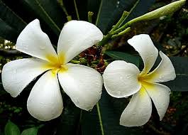temple flower