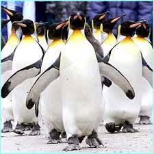 penguin photos