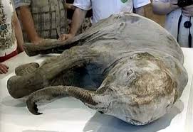 lyuba mammoth