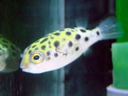 tetraodon nigroviridis