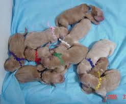 newborn puppies