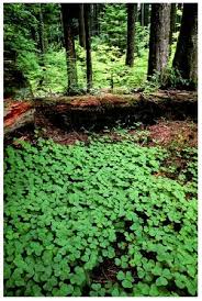 oregon plants
