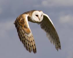 barn owls