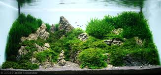 aquatic moss