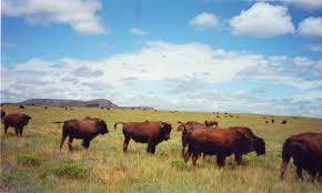 prairie grasslands