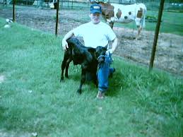 bucking bulls