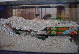 gerbils bedding
