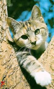 cat in tree