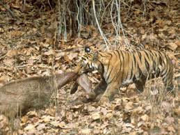 tiger prey