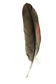 feather picture
