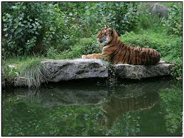 tigre du bengal