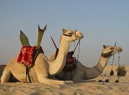 camels pictures