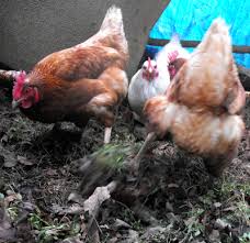 chicken scratch feed