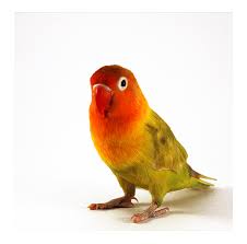 love bird photos