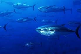 atlantic blue fin tuna
