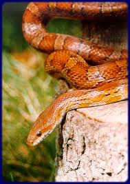 corn snake photos
