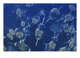 marine plankton