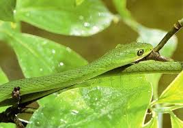 green snake wallpaper