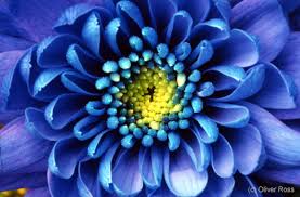 chrysanthemum flower pictures