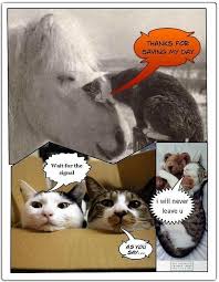 funny pictures of animals