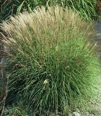 miscanthus grass