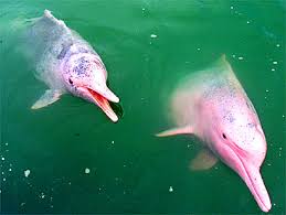 amazon river dolphins