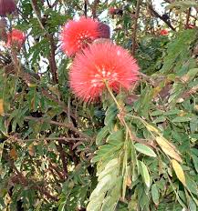 bottlebrush plants