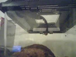 black emperor scorpions