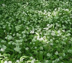 allium ursinum