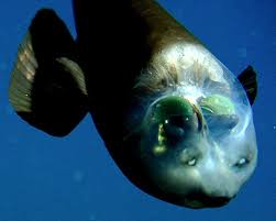 barreleye