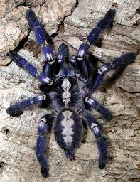 poecilotheria metallica
