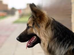 dog profile