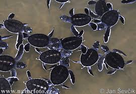 chelonia mydas