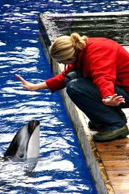 small dolphin pictures