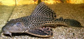 plecostomus types
