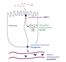 iron absorption