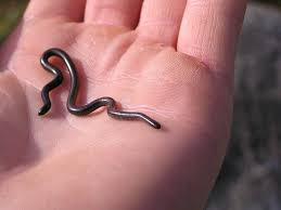 thread snake