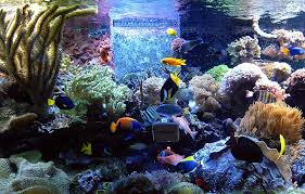 coral reef aquariums