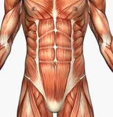 anatomy exercise
