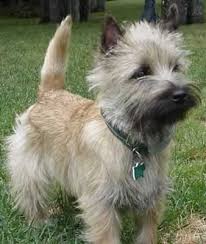 black cairn terrier