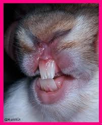 bunnies teeth
