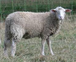 laine de mouton
